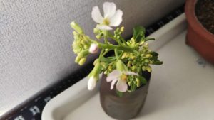 ベランダで水栽培しているだいこんの芯 から 可愛らしい花 が咲いて 札幌で小学生向けの学習支援をしています サッポロ コマクサ