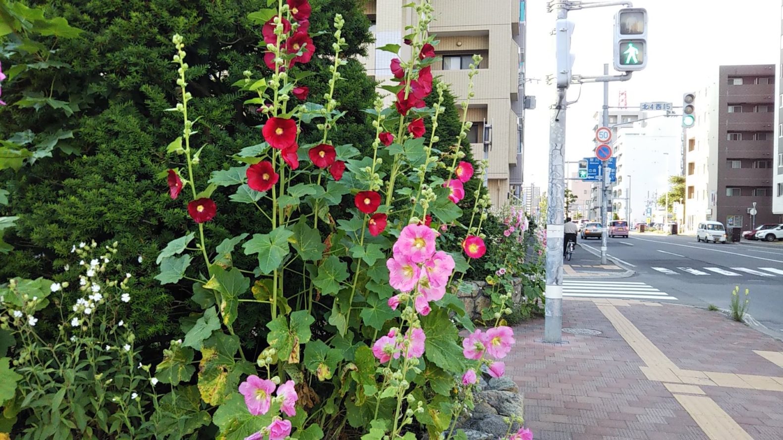 コケコッコー花 を知っていますか 遊んだことありますか コマクサ 札幌円山近郊山登りとお勧めスイーツと雑記
