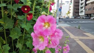 コケコッコー花 を知っていますか 遊んだことありますか 札幌で小学生向けの学習支援をしています 札幌コマクサ学習教室