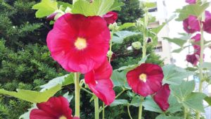 コケコッコー花 を知っていますか 遊んだことありますか 札幌で小学生向けの学習支援をしています サッポロ コマクサ